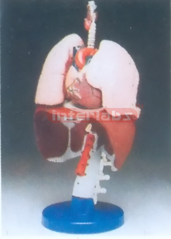 RESPIRATORY ORGAMS MODEL